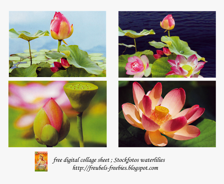 Free Collage Sheet Water Lilies Cards - Sacred Lotus, HD Png Download, Free Download