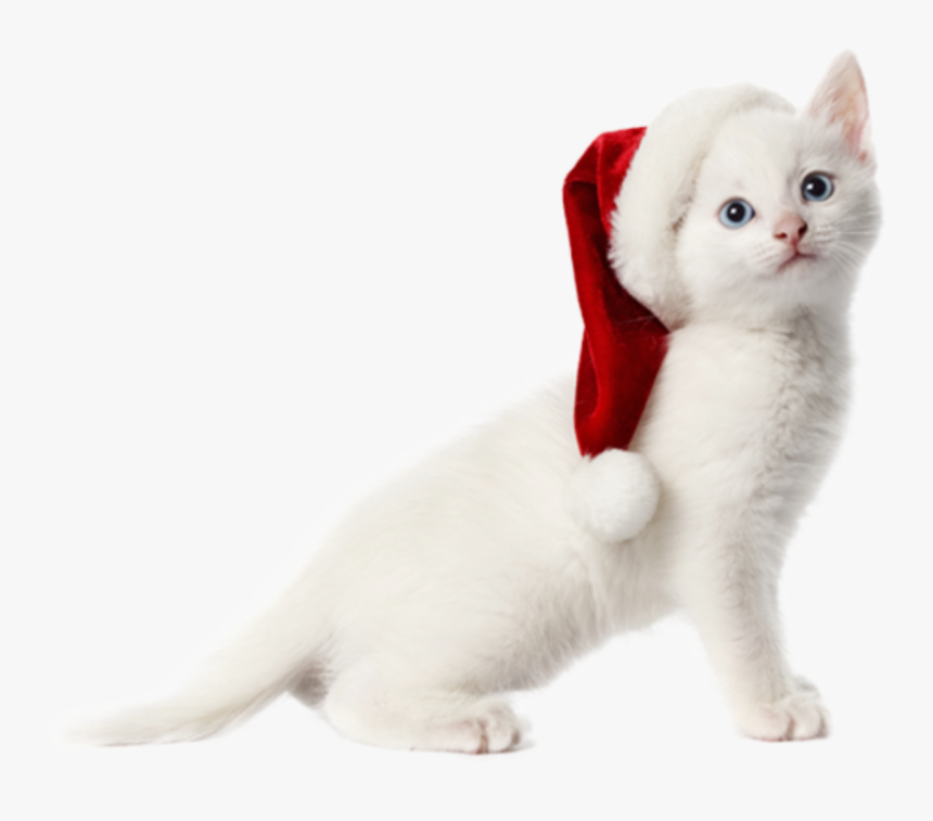 Transparent Christmas Cat Png - Christmas Cat No Background, Png Download, Free Download