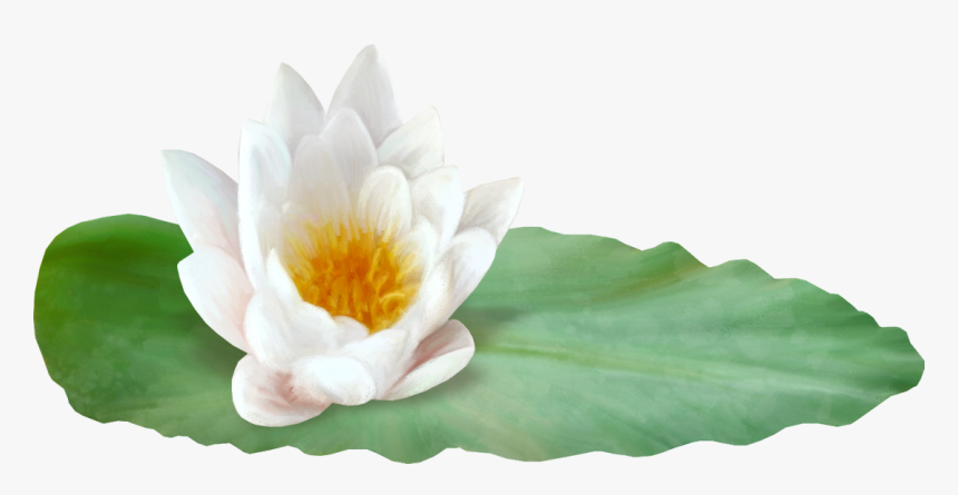 Sacred Lotus, HD Png Download, Free Download