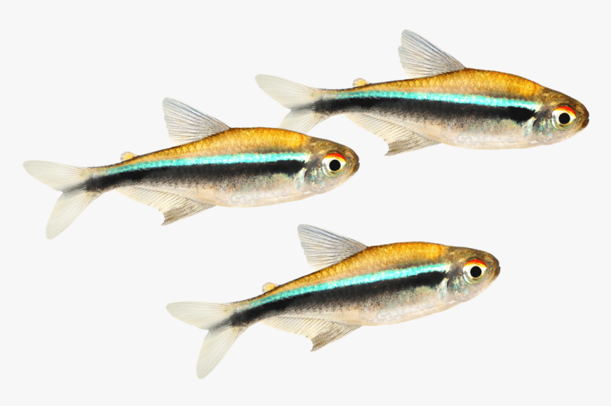 Three Small Fish With A Bright Teal Stripe Swimming - Pomacentridae, HD Png Download, Free Download