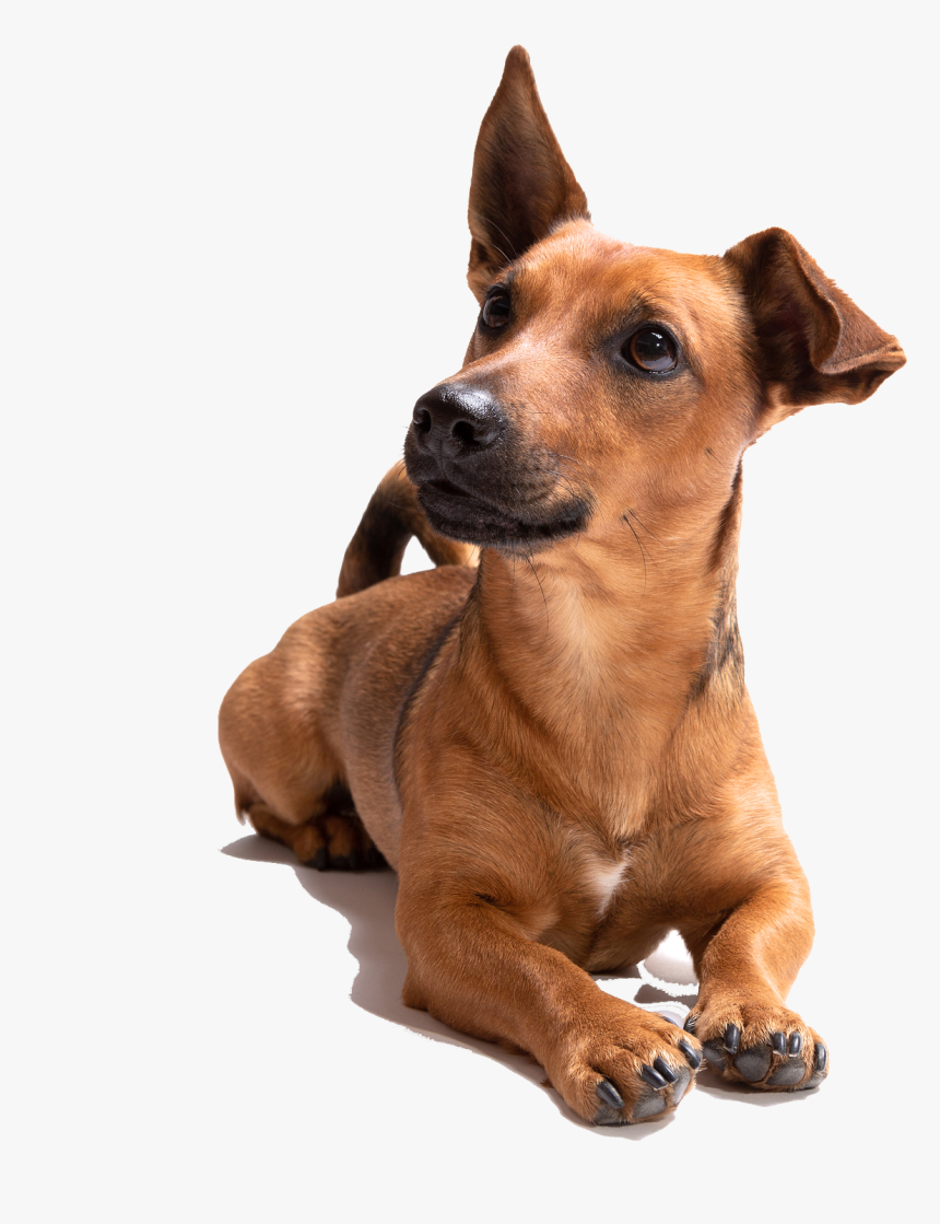 Dog, HD Png Download, Free Download