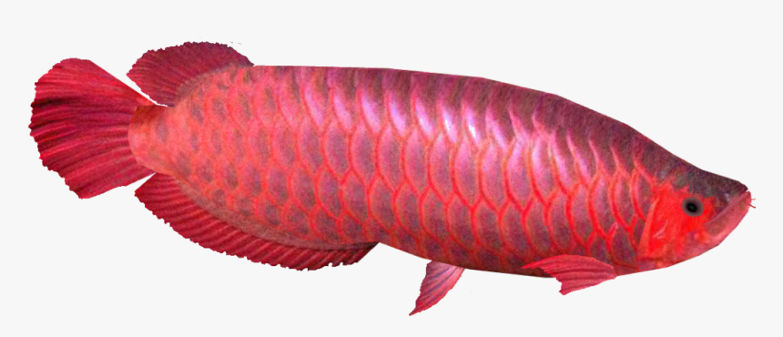 Arowana Fish Png, Transparent Png, Free Download