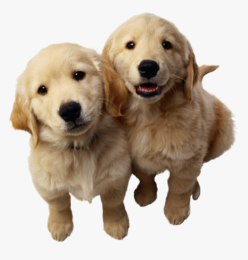 Dog Png - Golden Retriever Husky And German Shepherd, Transparent Png, Free Download