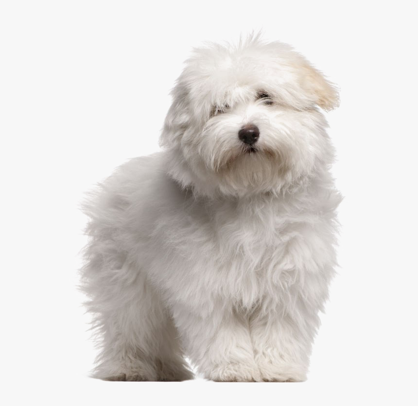 White Puppies Png High-quality Image - Coton De Tulear Dog Breeds, Transparent Png, Free Download