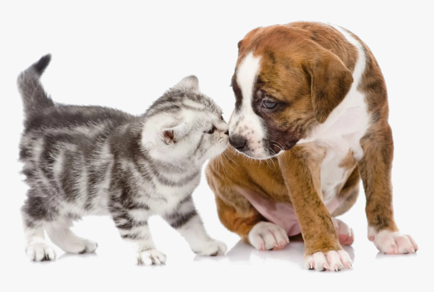 Puppy Kitten Dog Cat Pet - Puppy And Kitten Png, Transparent Png, Free Download