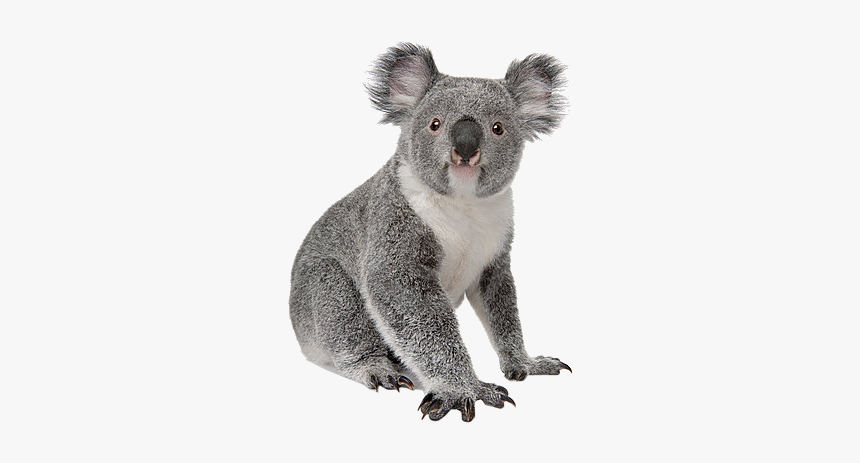 Koala White Background, HD Png Download, Free Download