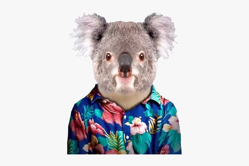 Koala Portrait, HD Png Download, Free Download