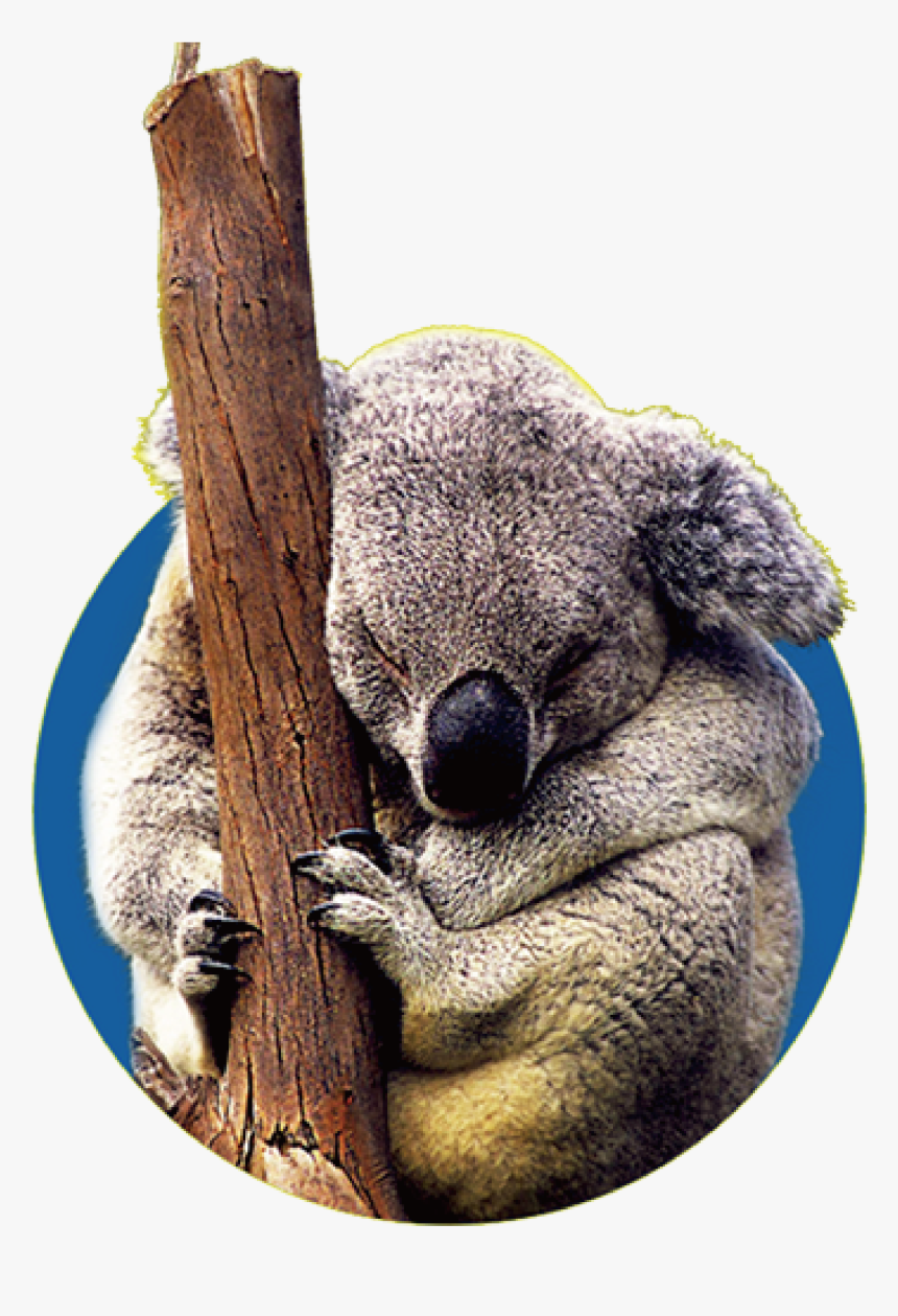 Koala Adoption Certificate Wwf, HD Png Download, Free Download