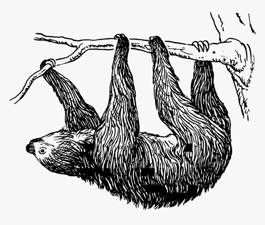 Sloth Black And White Clip Art, HD Png Download, Free Download