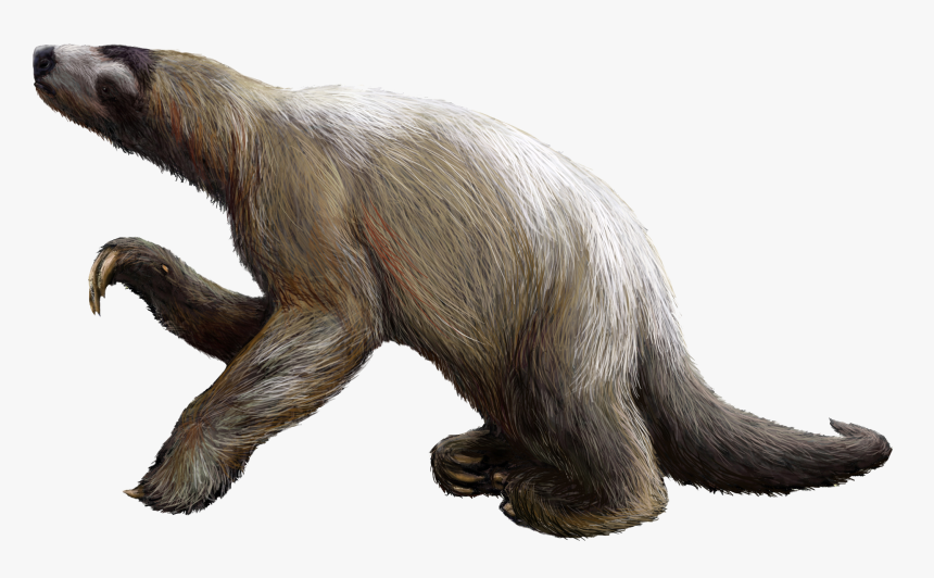 Sloth Png, Transparent Png, Free Download