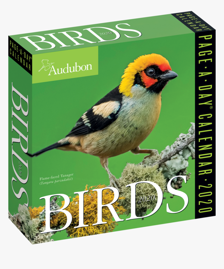 Real Birds Png, Transparent Png, Free Download