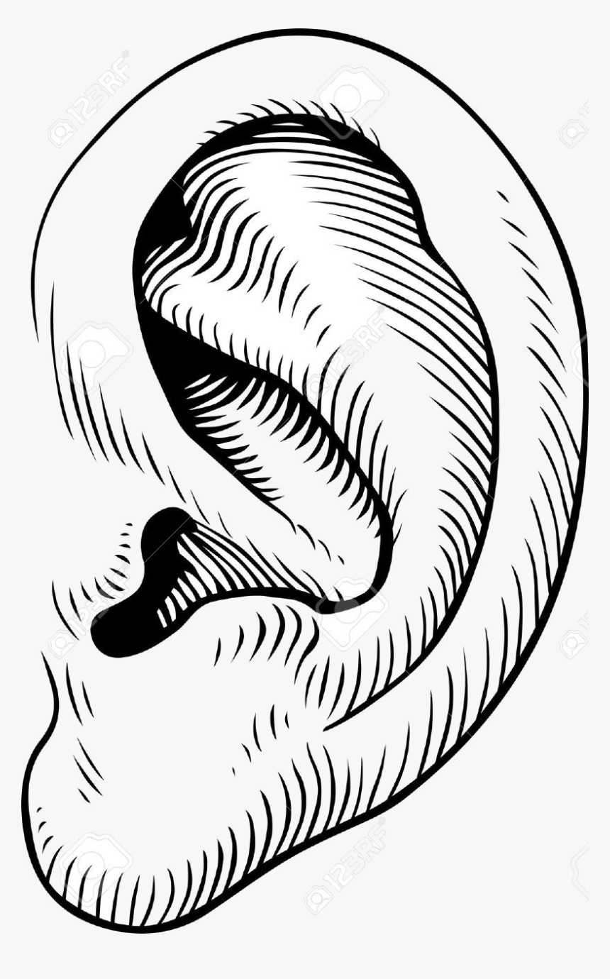 Ear Clip Art Transparent Png - Human Ear Black And White Clipart, Png Download, Free Download