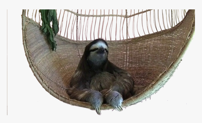 Baby Sloth Gif, HD Png Download, Free Download
