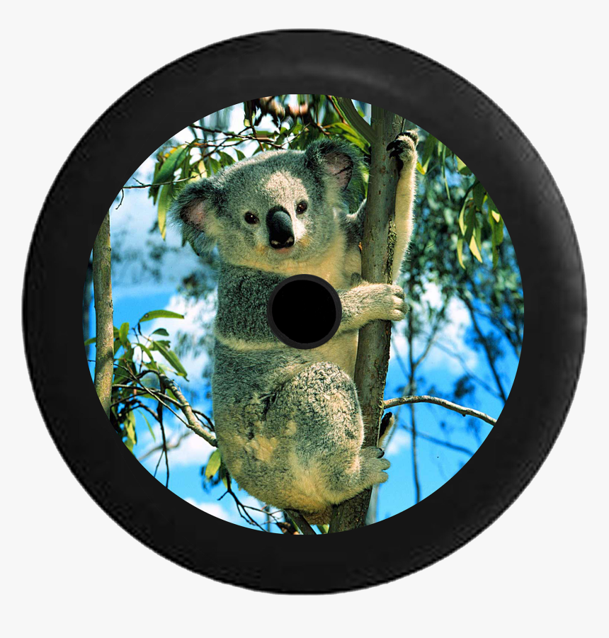 Jeep Wrangler Jl Backup Camera Koala Bear In Bamboo - Koala On A Eucalyptus Tree, HD Png Download, Free Download