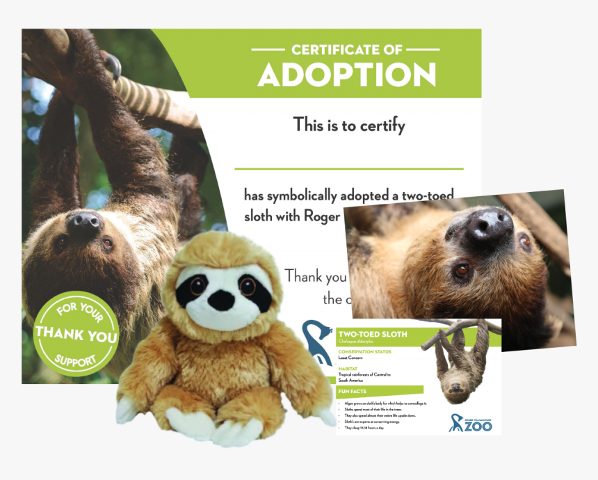 Two-toed Sloth, HD Png Download, Free Download