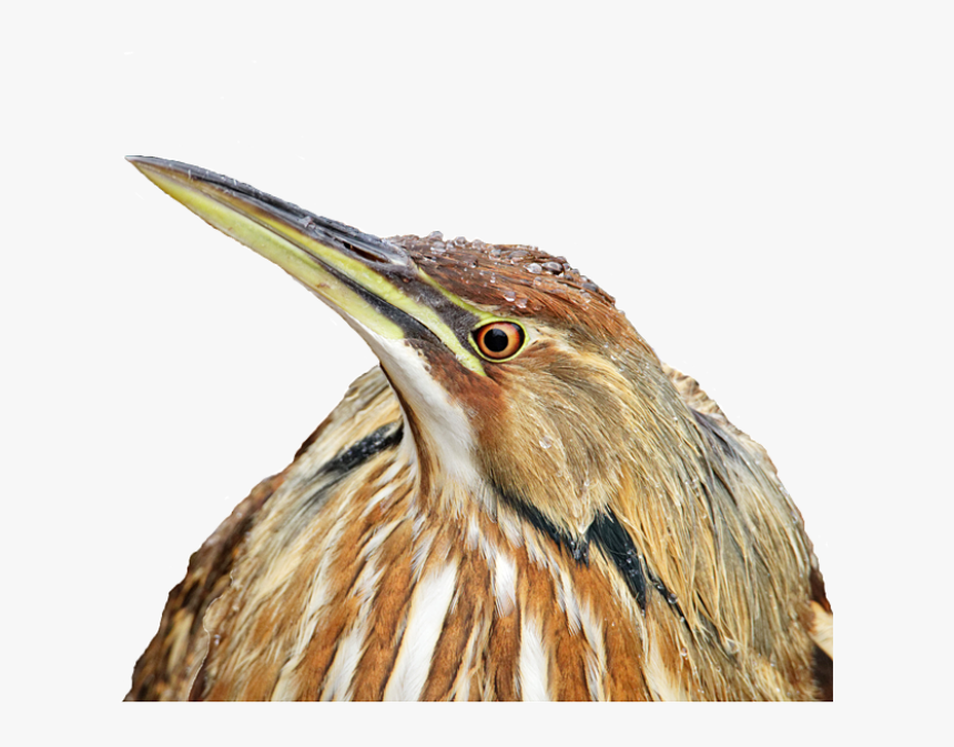 Bittern, HD Png Download, Free Download