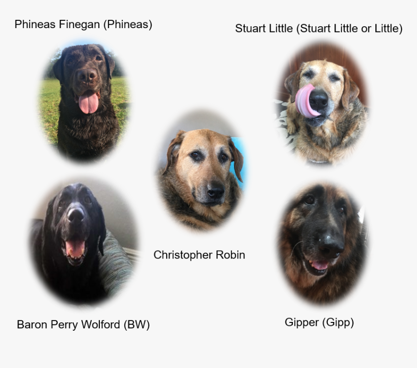 Companion Dog, HD Png Download, Free Download