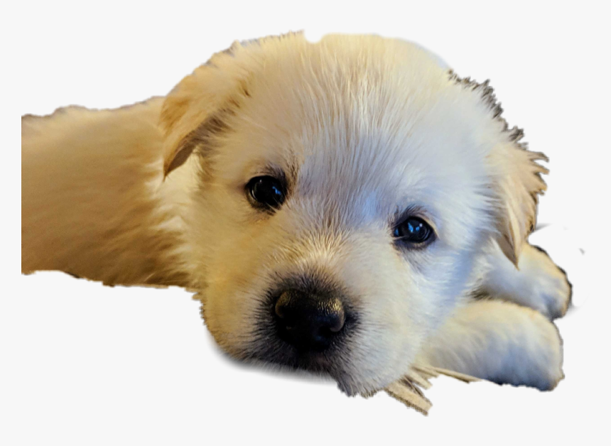 #sad #puppy - Companion Dog, HD Png Download, Free Download