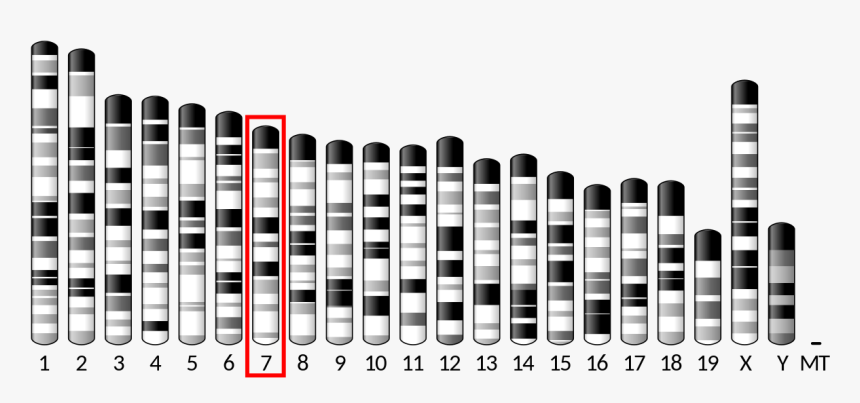 Chromosome 10, HD Png Download, Free Download