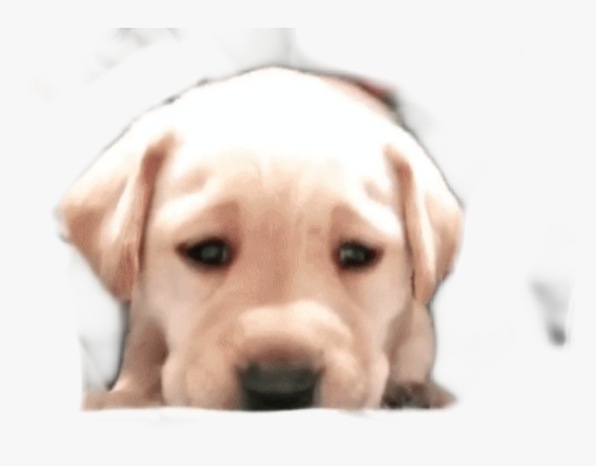 #puppysticker #puppy #doggo #adorable #sad #pupper - Labrador Retriever, HD Png Download, Free Download