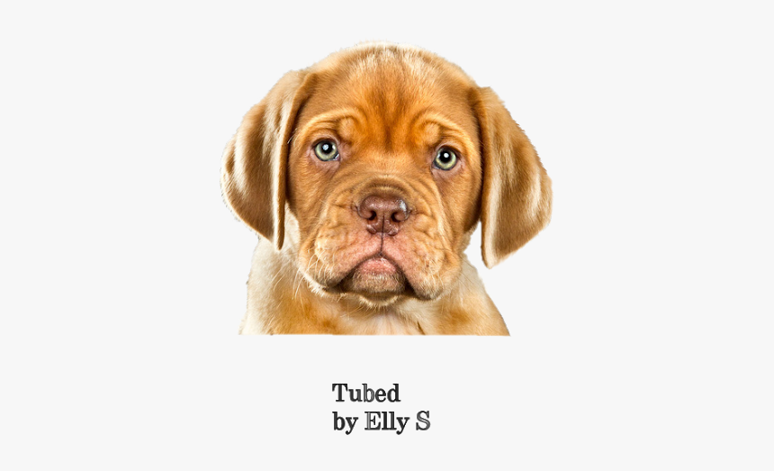 Puggle Dogue De Bordeaux Puppy Vizsla Dog Breed - Dogue De Bordeaux, HD Png Download, Free Download