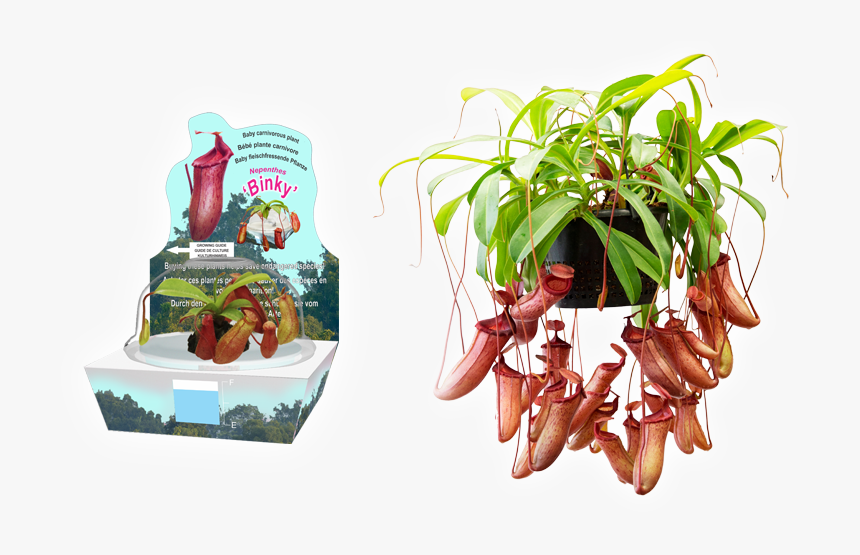 Natural Foods, HD Png Download, Free Download