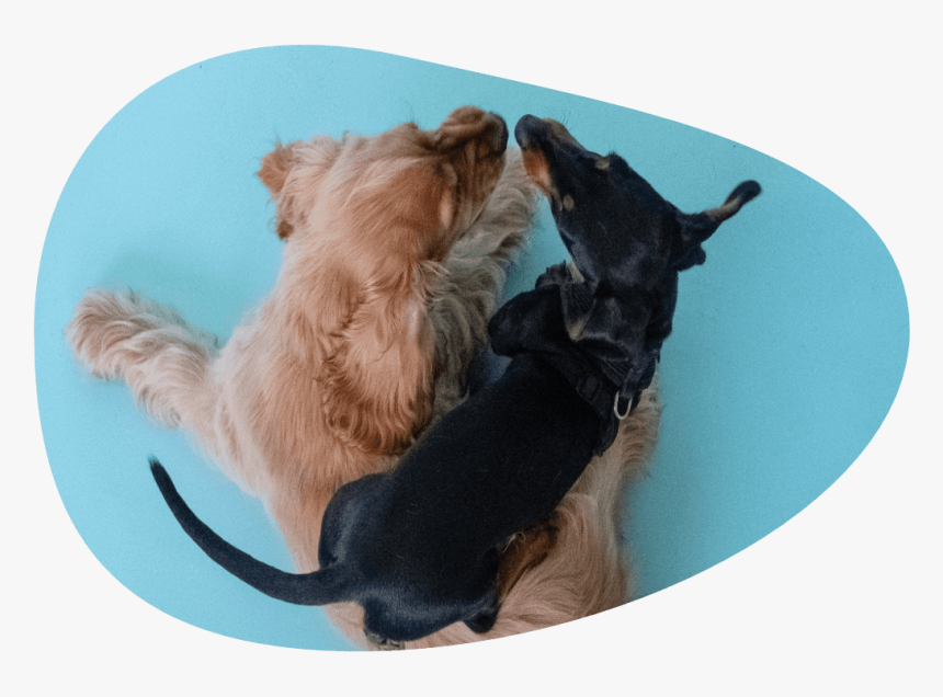 Puppy Play Date Image - Companion Dog, HD Png Download, Free Download