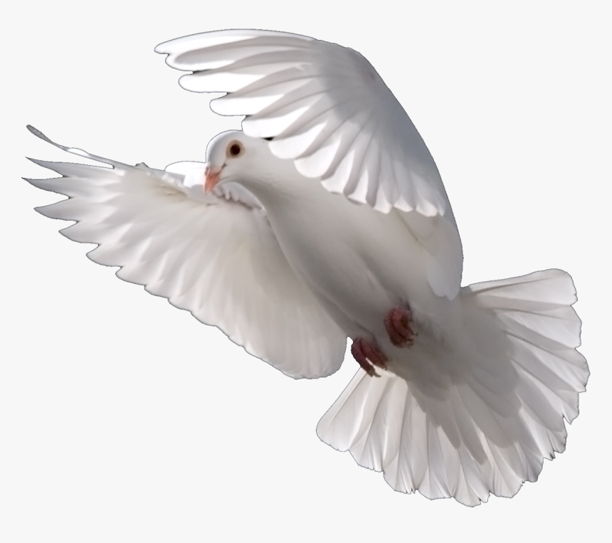 Pigeons And Doves Bird Psd Domestic Pigeon Portable - White Dove, HD Png Download, Free Download
