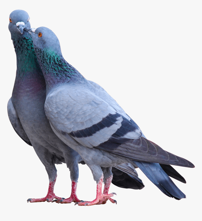 Png Pigeon, Transparent Png, Free Download