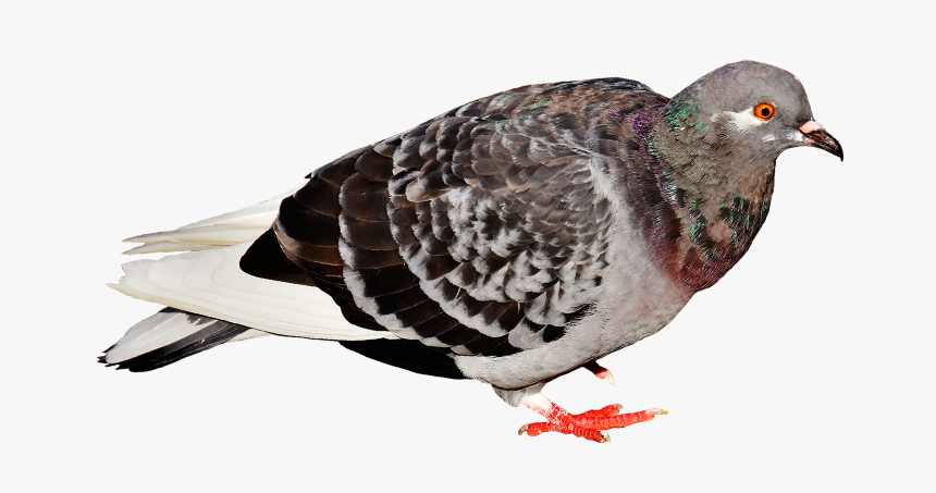 Rock Dove, HD Png Download, Free Download