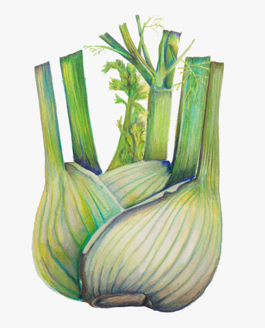 Fennel - Food Drawing Colourful Png, Transparent Png, Free Download