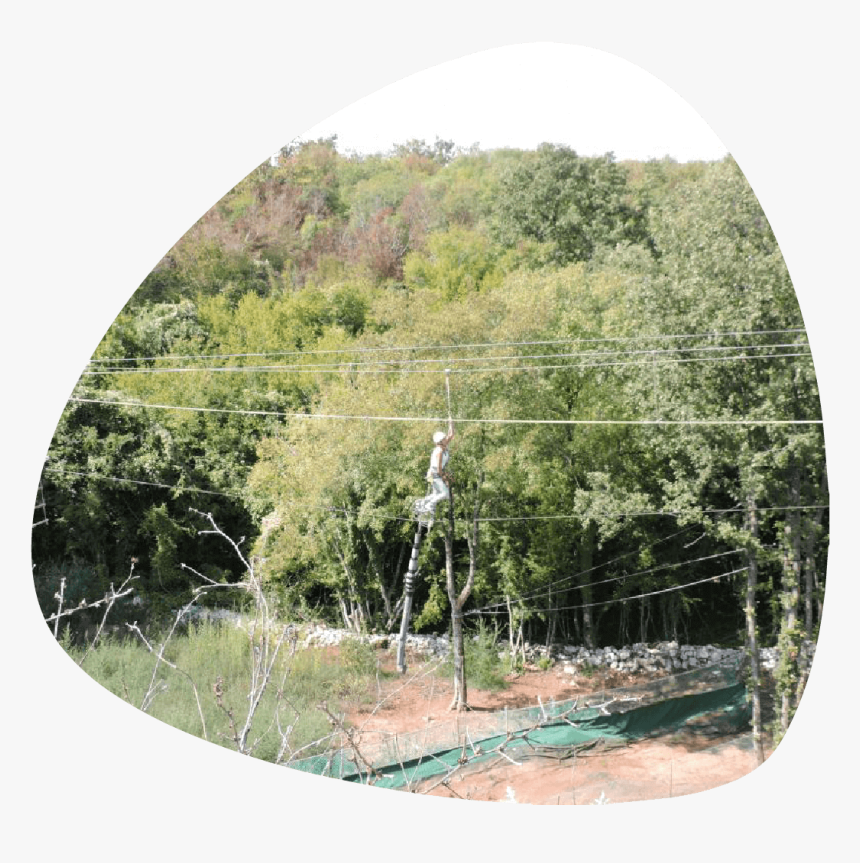 Glavani-zipline - Tree, HD Png Download, Free Download