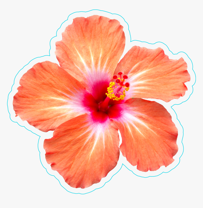 Transparent Hibiscus Border Png - Transparent Orange Hibiscus Flower, Png Download, Free Download