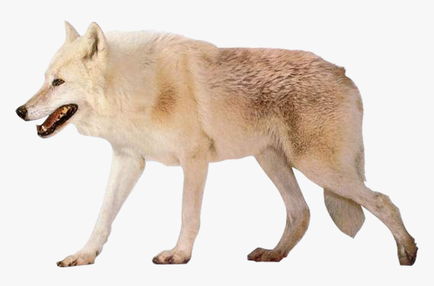 Czechoslovakian Wolfdog Arctic Wolf Alaskan Tundra - Arctic Wolf White Background, HD Png Download, Free Download