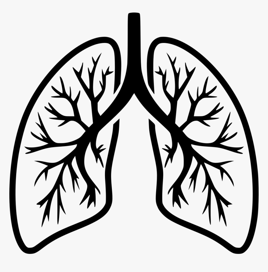 Breathe - Lungs Black And White, HD Png Download, Free Download