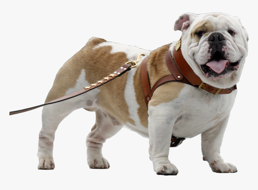 Transparent Bulldog Face Png - Transparent Background Bulldog Png, Png Download, Free Download