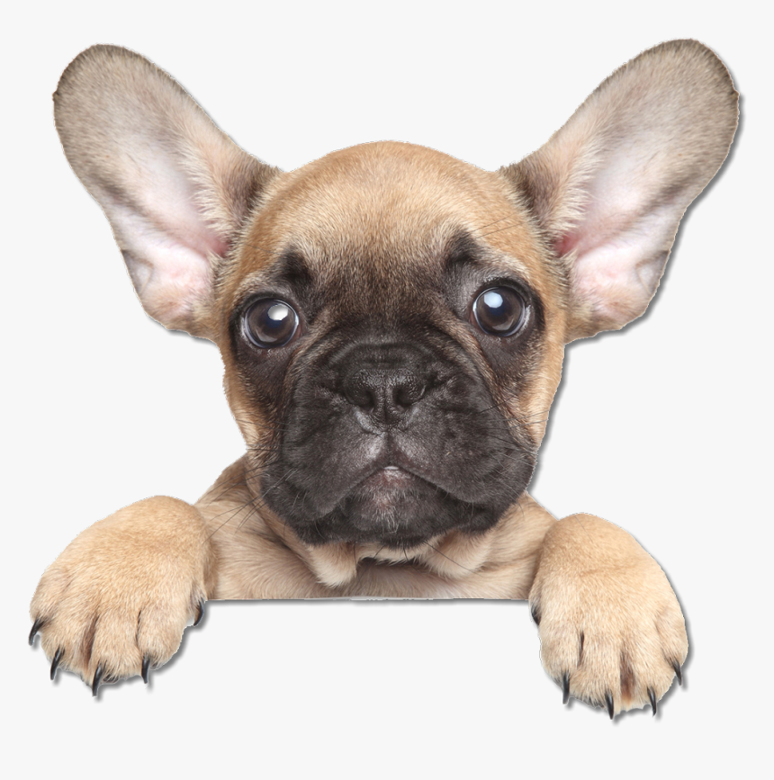French Bulldog The Puppy Training Handbook - French Bulldog Puppy Png, Transparent Png, Free Download