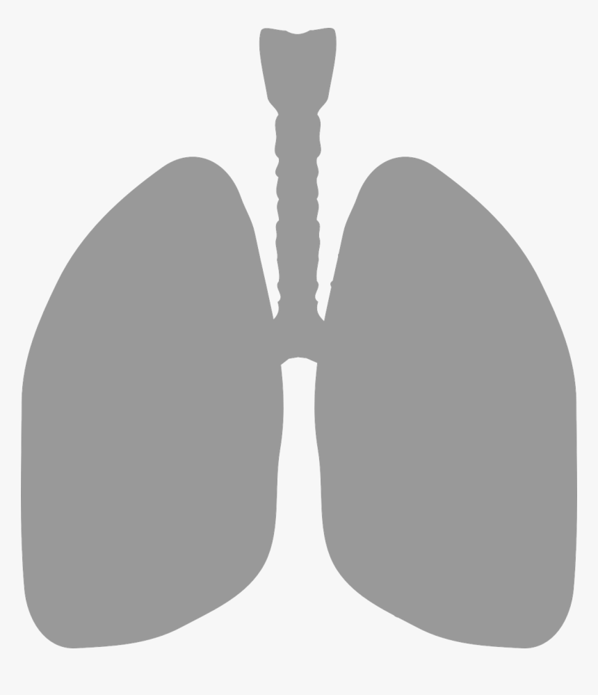 Simple Picture Of Lungs, HD Png Download, Free Download