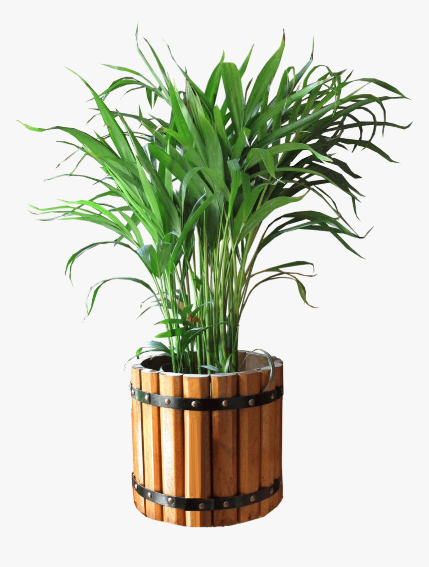 Transparent Indoor Plant Png - Plant In Pot Png, Png Download, Free Download