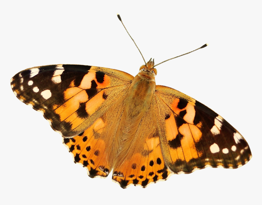 #butterfly #butterflies #butterflys #mariposa #mariposas - Painted Lady Butterfly Transparent, HD Png Download, Free Download