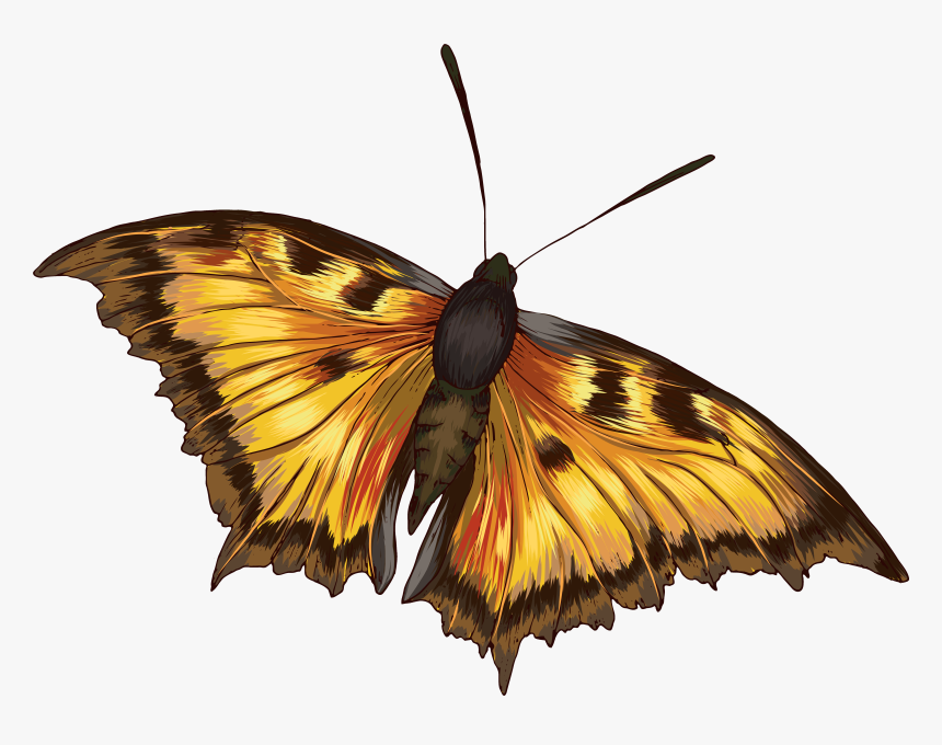 Vibrant Butterflies, HD Png Download, Free Download