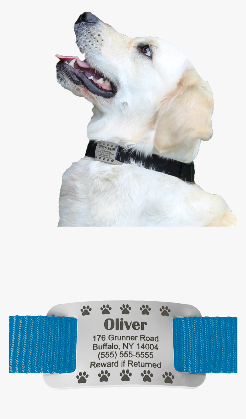 Website Right Side - Labrador Retriever, HD Png Download, Free Download