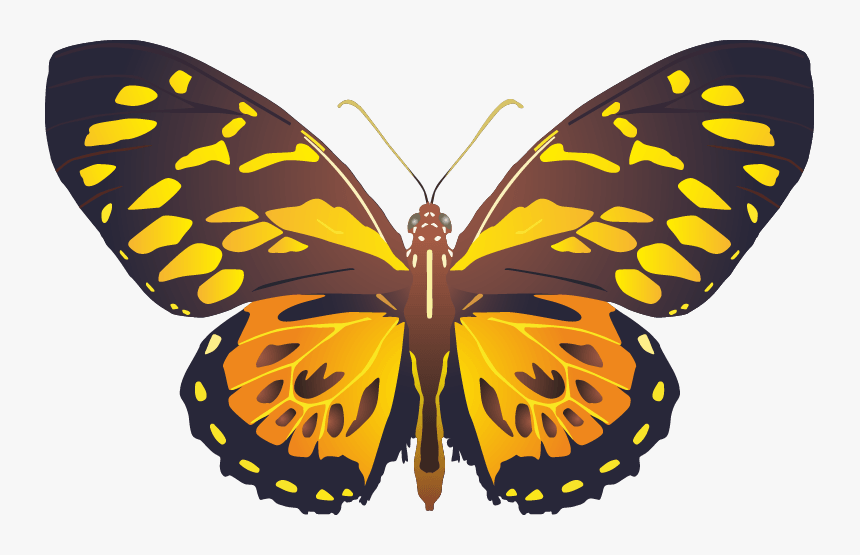 Butterfly Png Images Png - Papilio Zagreus, Transparent Png, Free Download