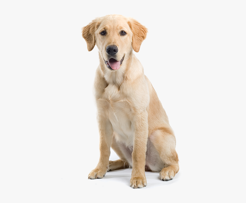 Labrador Retriever Sitting Down, HD Png Download, Free Download