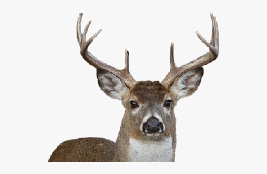 Deer Png Transparent Images - White Tailed Deer Png, Png Download, Free Download