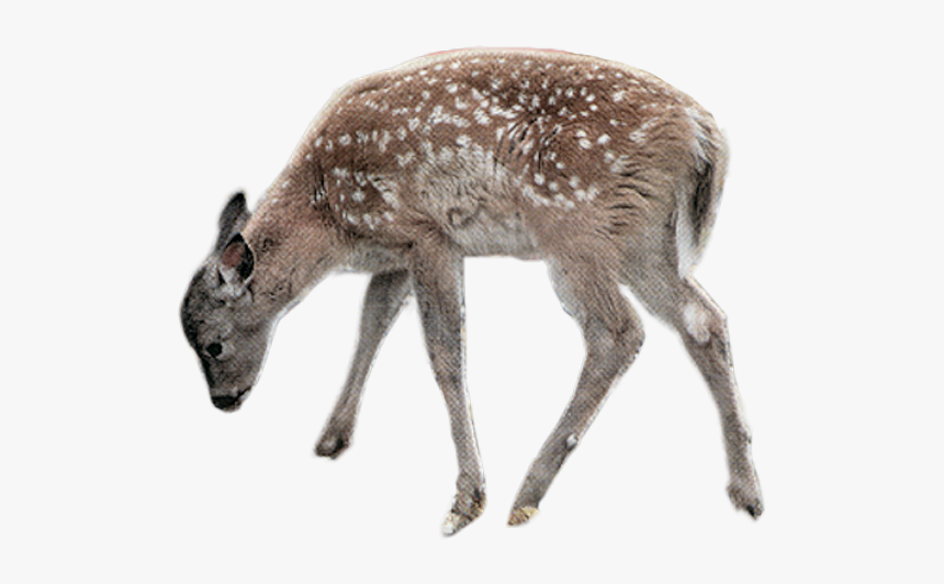 Deer, HD Png Download, Free Download