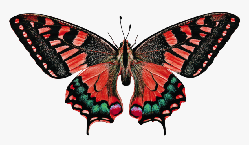 Butterfly Names, HD Png Download, Free Download