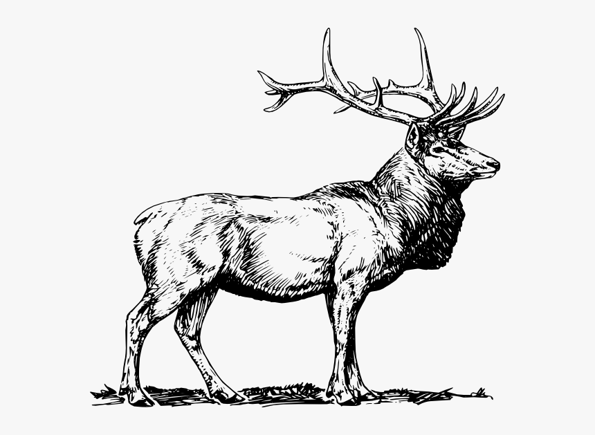 Elk Clip Art, HD Png Download, Free Download