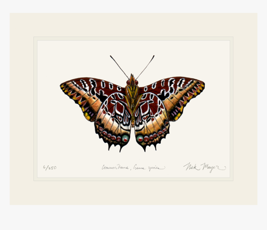 Black Bordered Charaxes - Moth, HD Png Download, Free Download