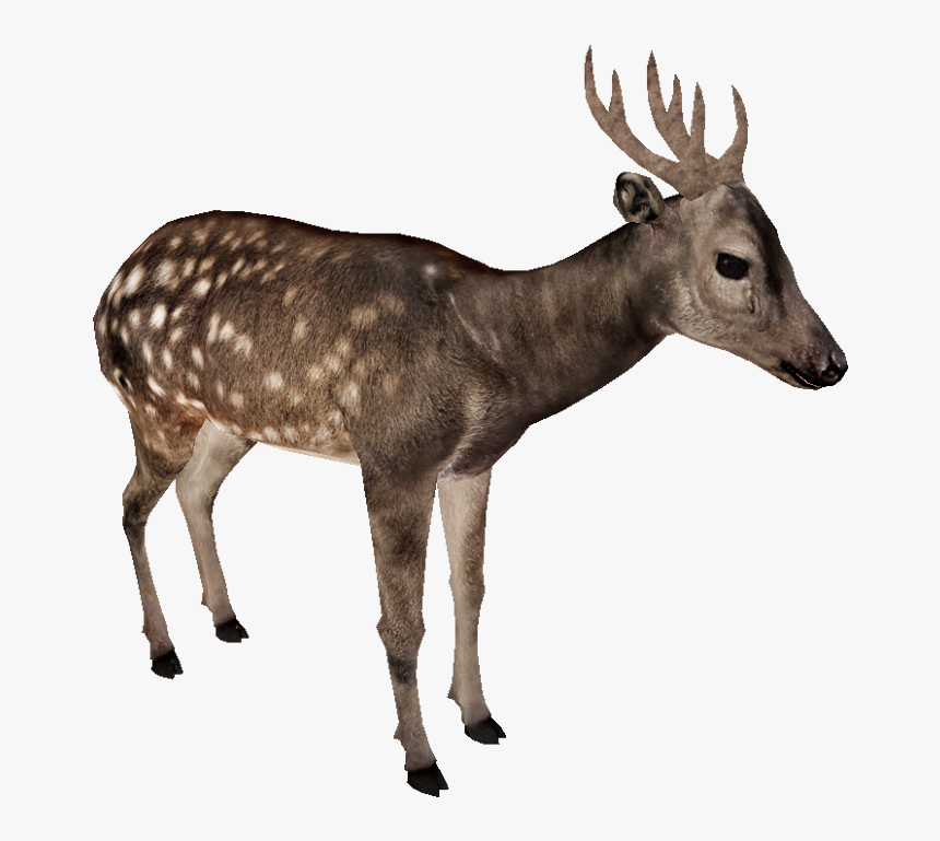 Vis - Zt2 Artiodactyla, HD Png Download, Free Download